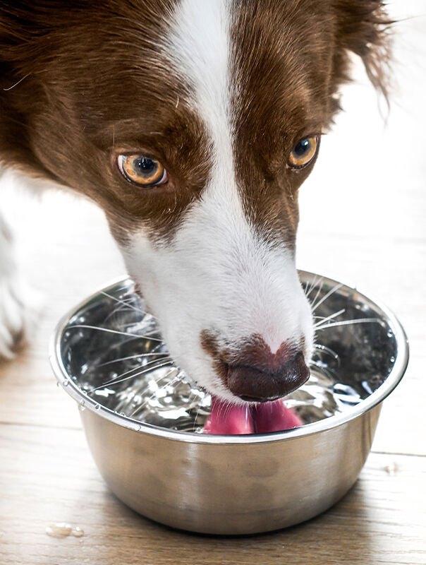 dog drinking water from bowl